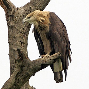 Pallas's Fish-Eagle